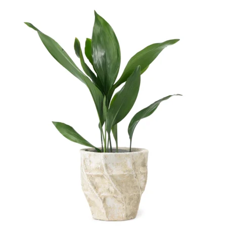 Snake Plant Black Coral Hourglass
